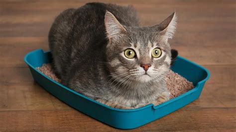 best cat litter|best and cheapest cat litter.